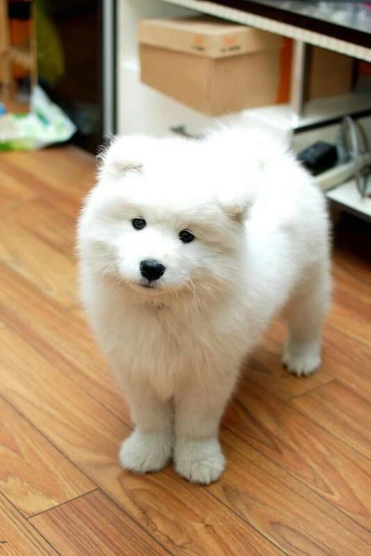 Вислоухий самоед