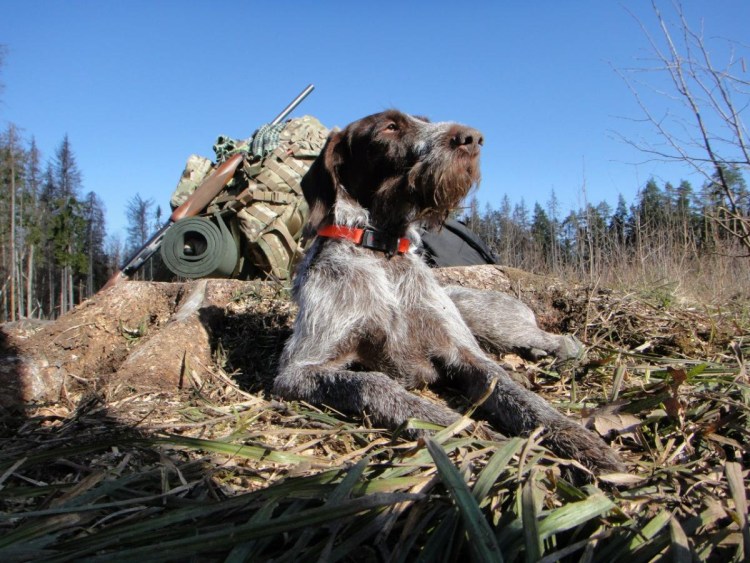 Дратхаар охота дратхаар