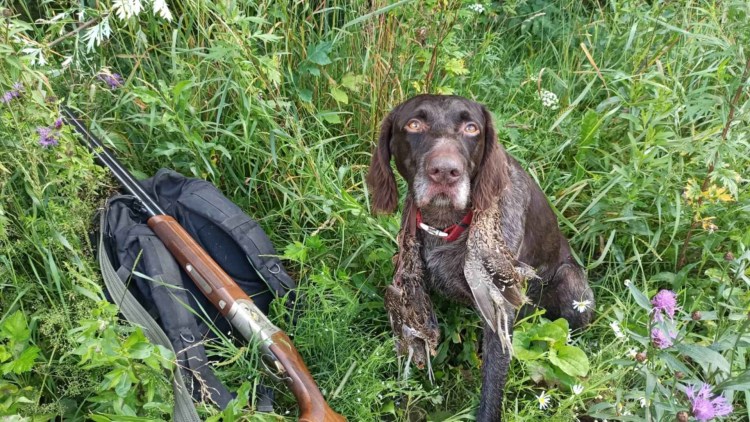 Дратхаар собака на охоте