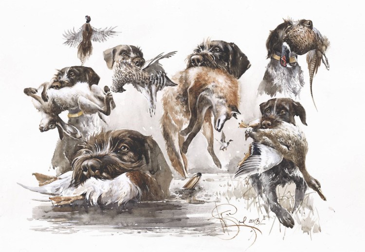 Пойнтер Курцхаар дратхаар