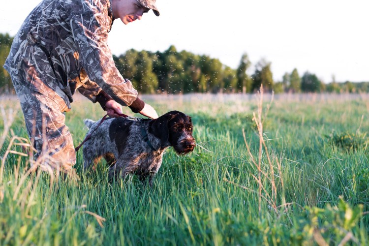 Дратхаар спасатель