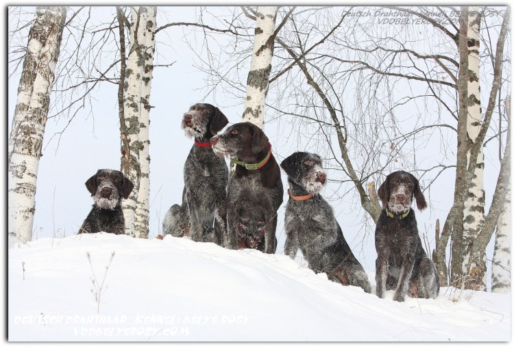 Гриффонистый дратхаар