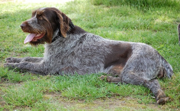 Жесткошерстная такса на охоте