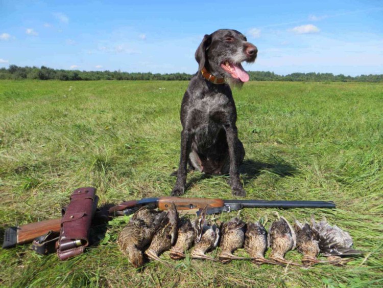 Дратхаар собака на охоте