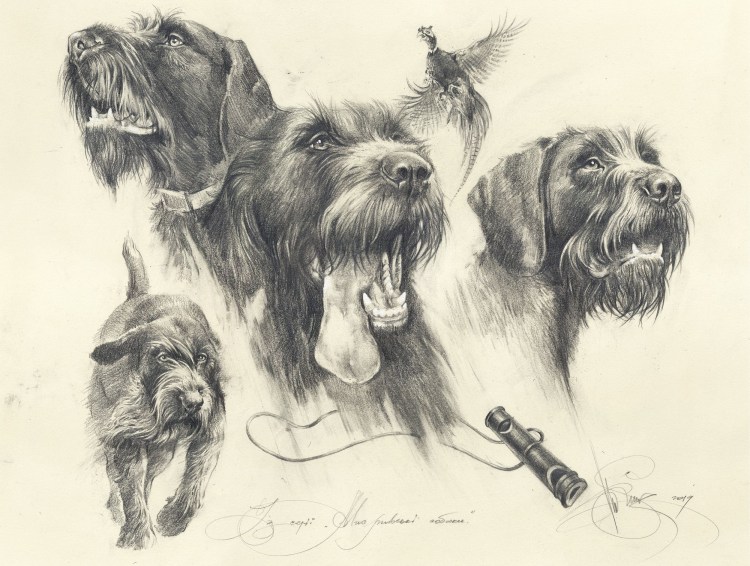 Дратхаар с хвостом