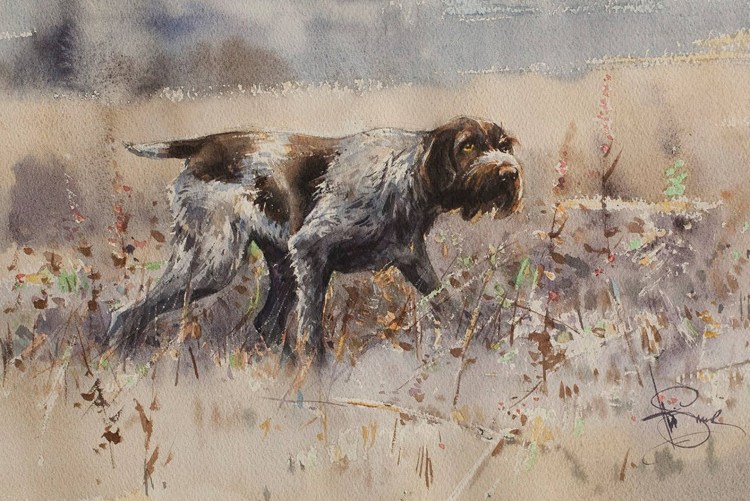 Немецкая жесткошерстная легавая дратхаар