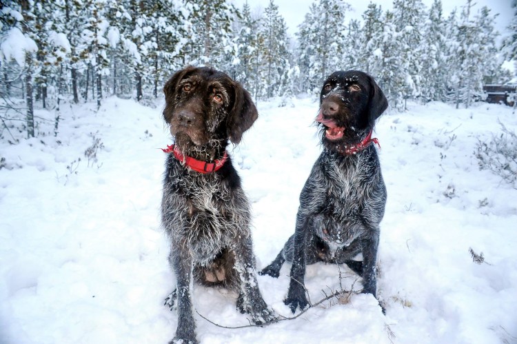 Дрессировка дратхаара