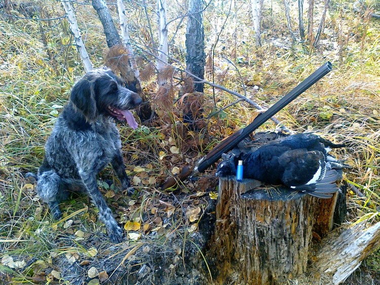 Немецкая овчарка дратхаар