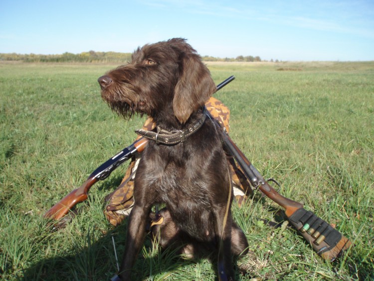 Дратхаар собака на охоте