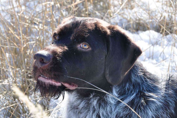 Ягдтерьер вальдшнеп осень