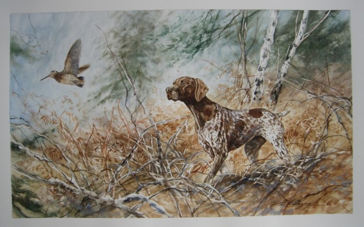 Белый дратхаар