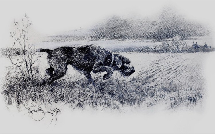 Пойнтер Курцхаар дратхаар