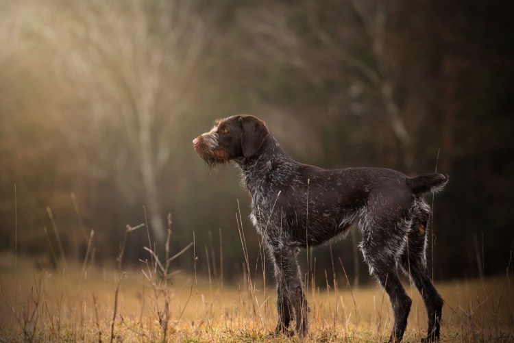 Немецкая охотничья собака дратхаар