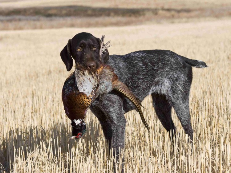 Дратхаар собака на охоте