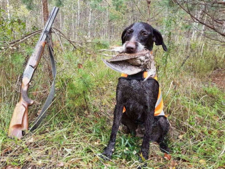 Дратхаар и Бигль метис