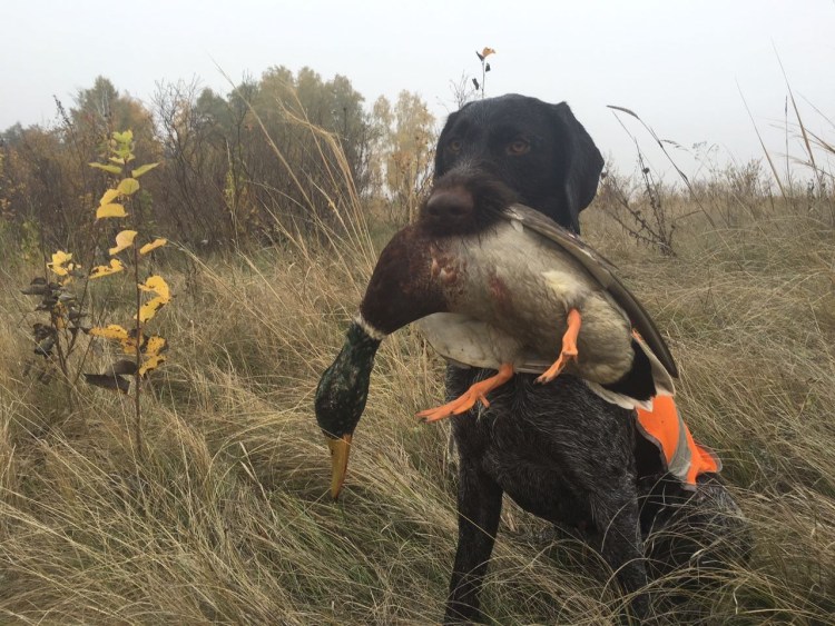 Охота на фазана с дратхааром