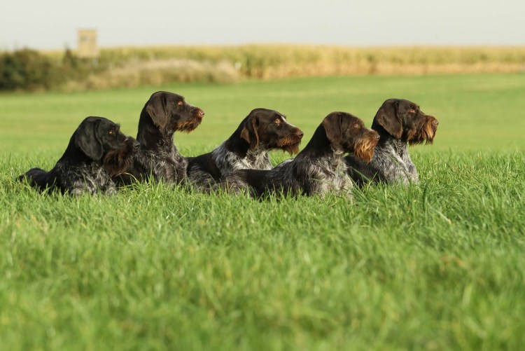 Охотничья жесткошерстная такса