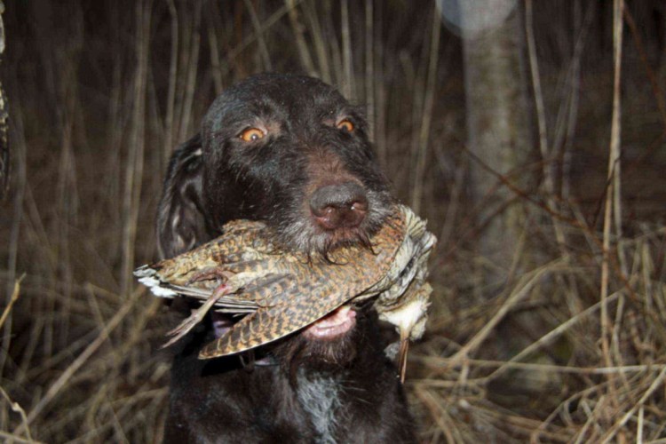 Дратхаар собака кабель