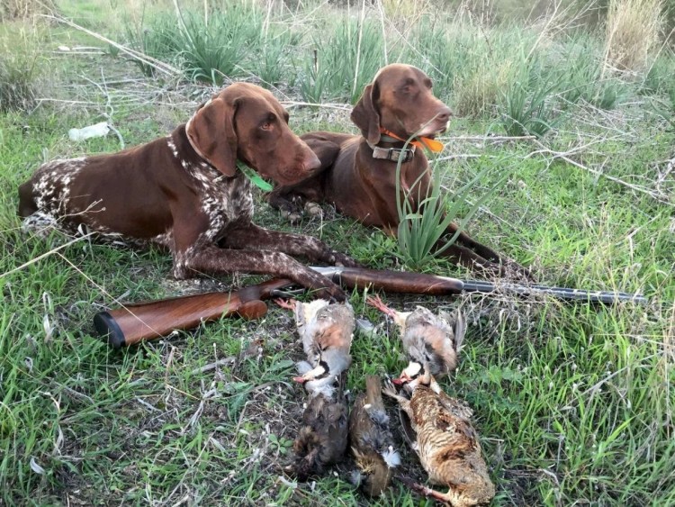 Немецкий дратхаар Утиная охота