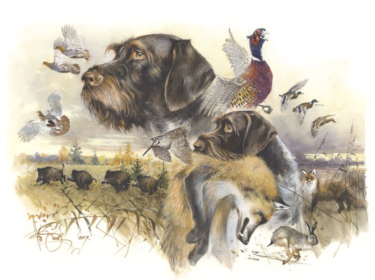 Охота с легавой на тетерева