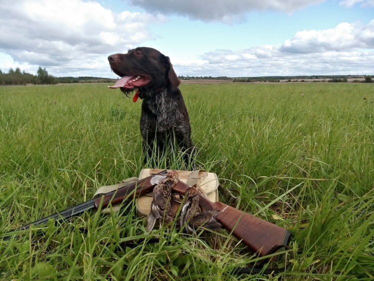 Натаска щенка дратхаара