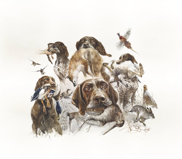 Немецкая охотничья собака дратхаар