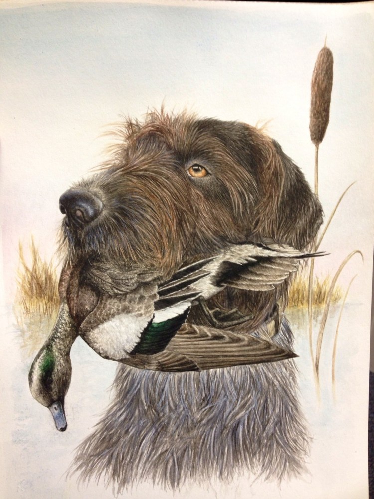 Порода собак охота на уток дратхаар