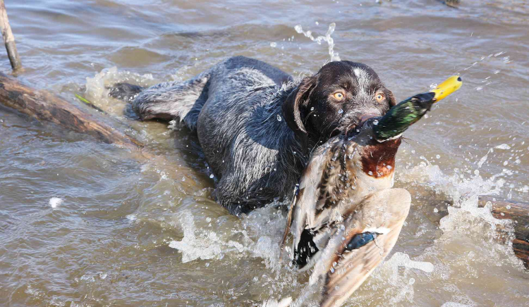 Котелевский Павел дратхаар