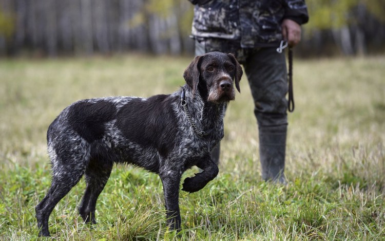 Немецкая овчарка дратхаар