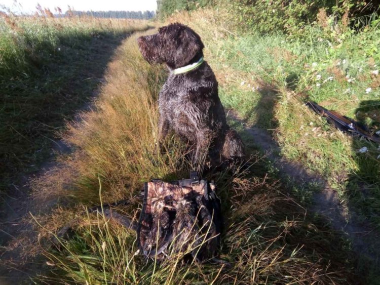 Шарж дратхаар