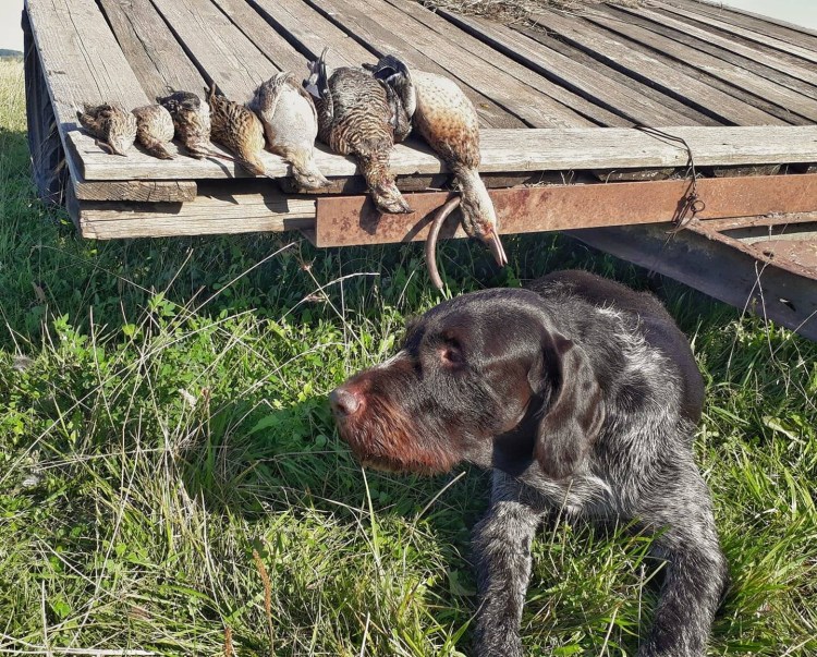 Охота арт дратхаар