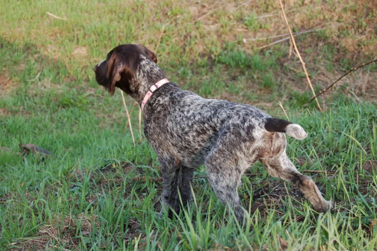 Пойнтер Курцхаар дратхаар