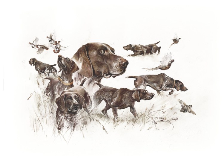 Дратхаар собака