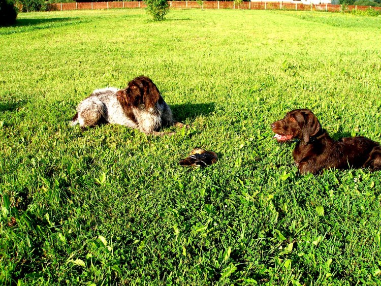 Дратхаар собака