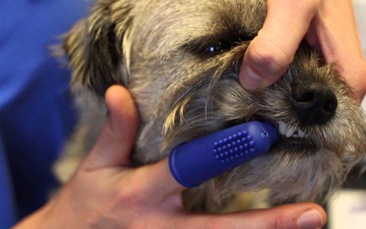 Ультразвуковая щетка для зубов для собак