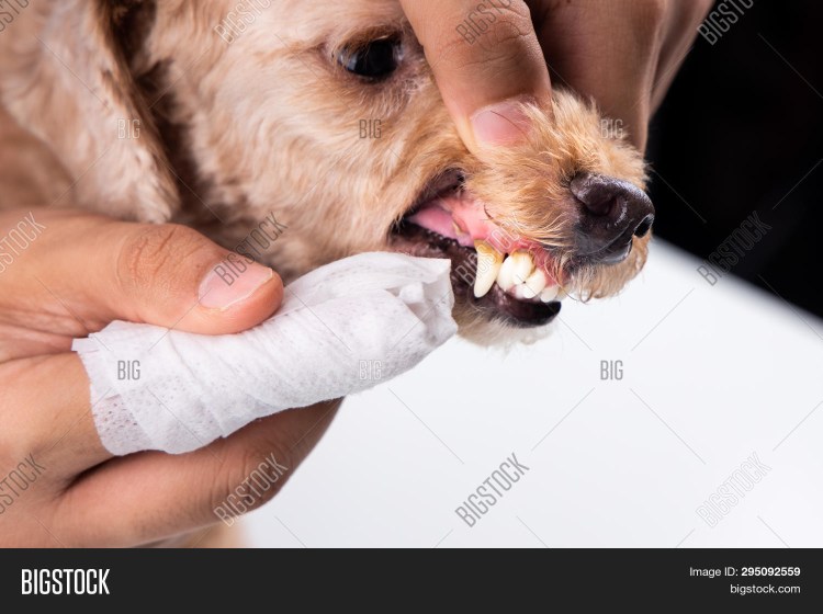 Сера в ухе собаки чихуахуа