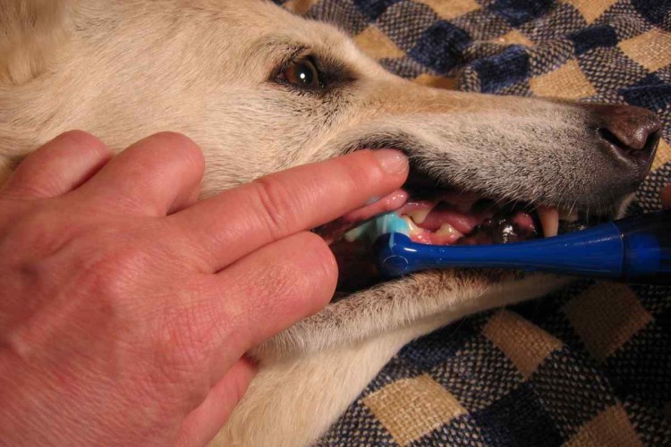 Животные с зубной щеткой