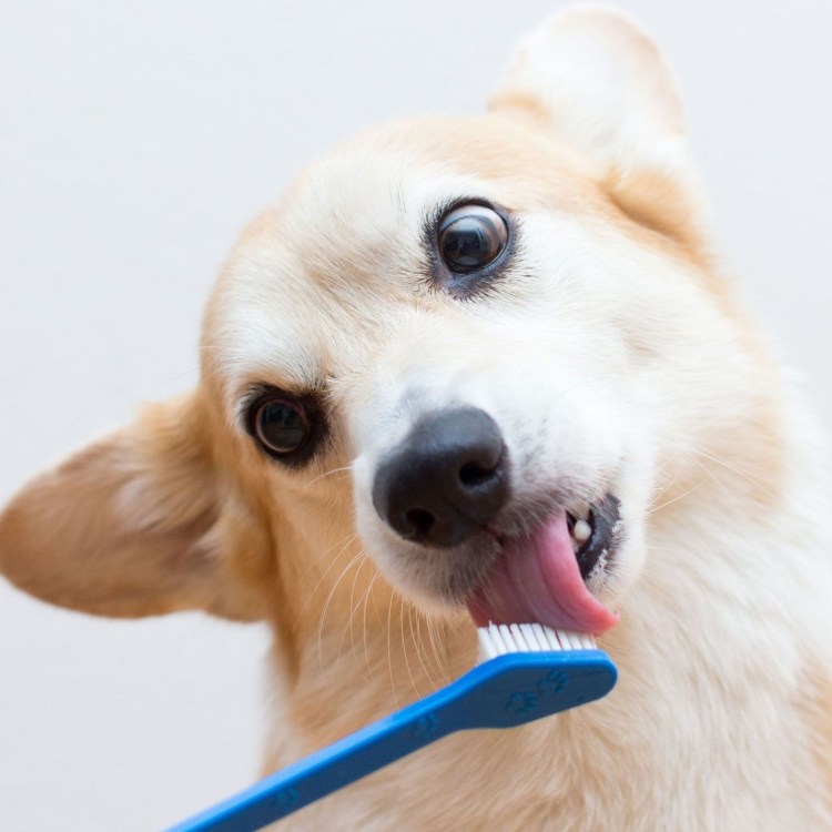 Напальчник для чистки зубов собаке