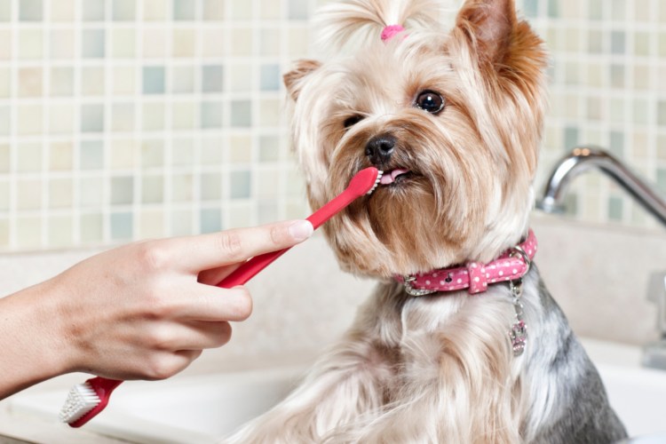 Зубная паста для собак Trixie