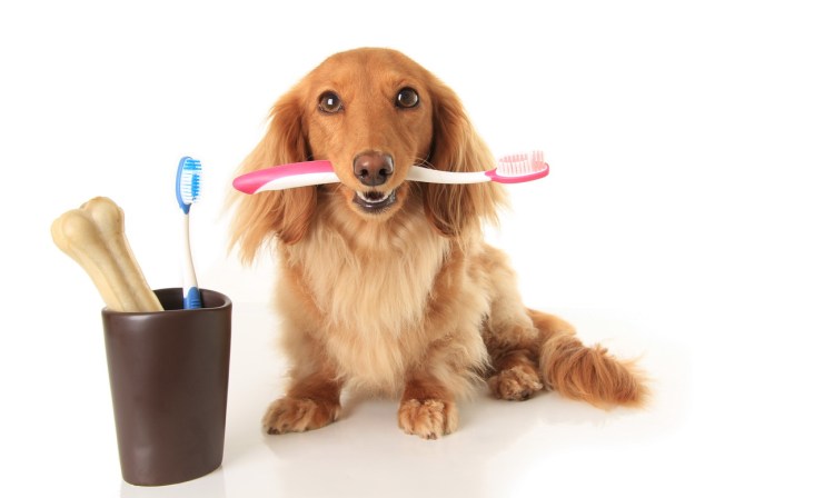 Чистить зубы грумер