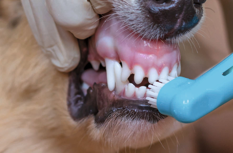 Стоматология животных