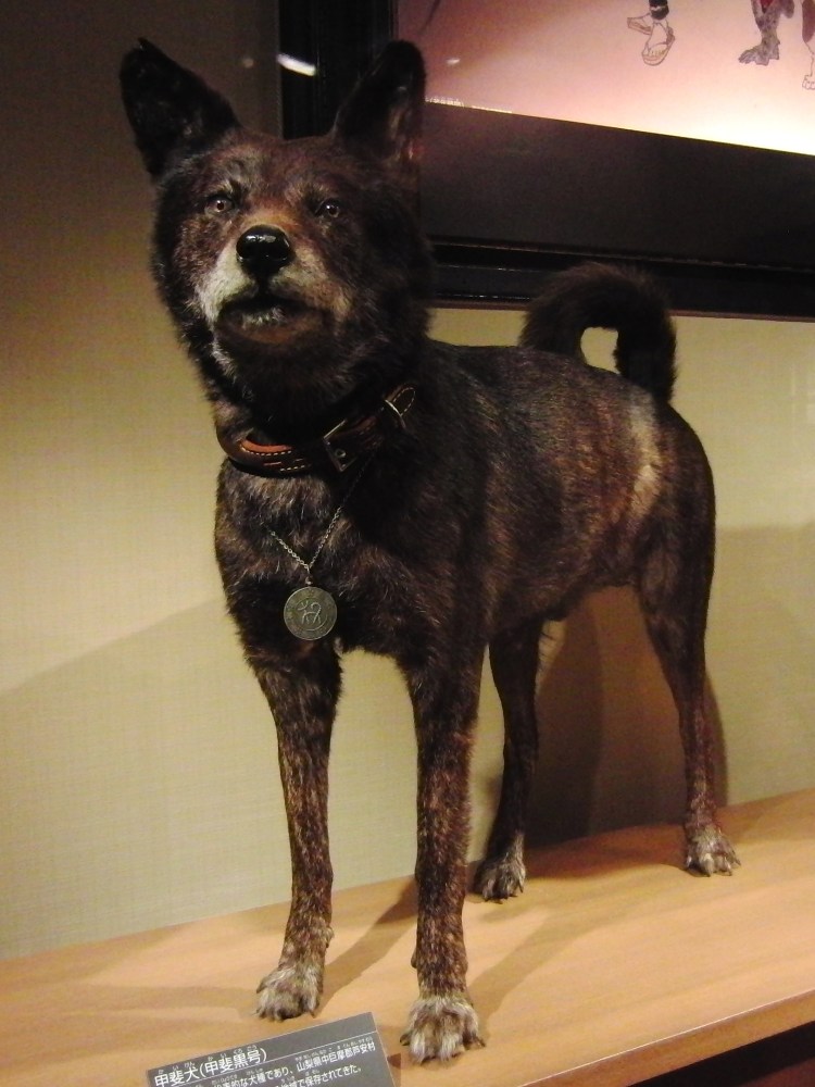 Японский Кай собака