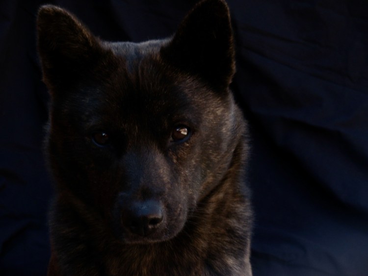 Серый Кай Кен