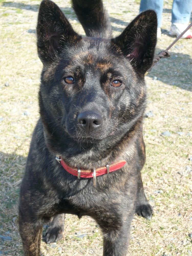 Кай ину собака