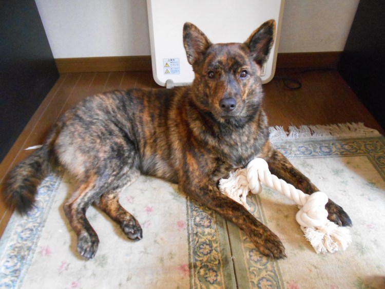 Кай Кен щенки