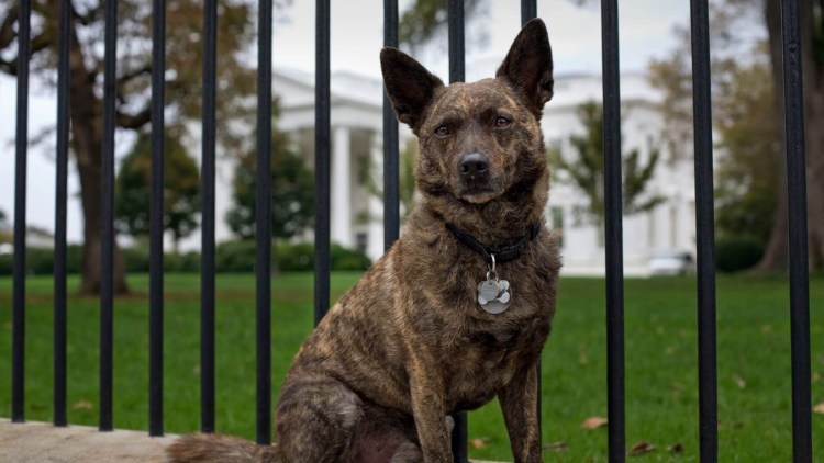 Кай Кен порода собак