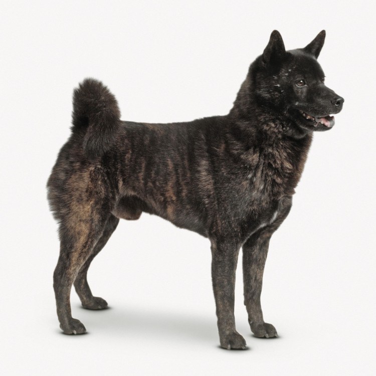 Кай Кен собака