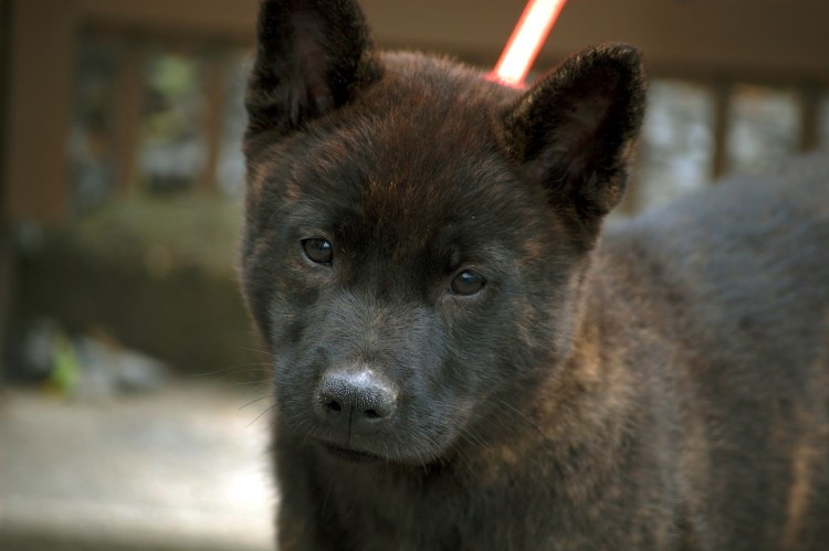 Кай Кен собака щенки