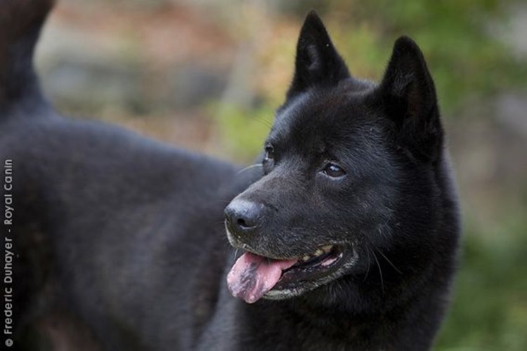 Кай Кен собака черная