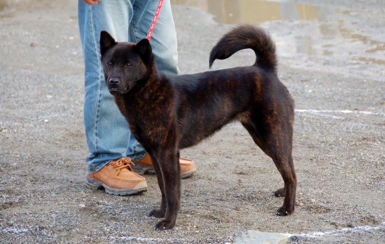 Сикоку (порода собак)